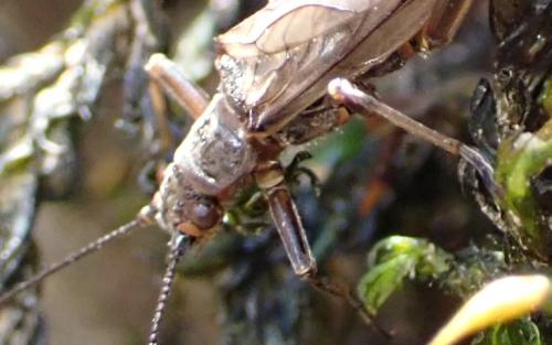 Réf. 355 045 : Brachyptera sp.